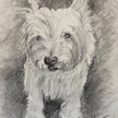 'Chester' Westie Pet Portrait, 2021